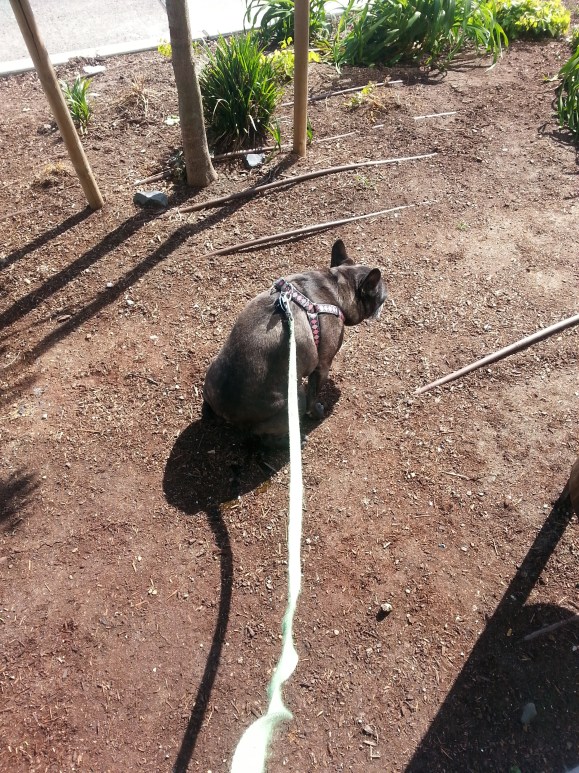 IndieBookstoreDay2015_LettingTwylaOut